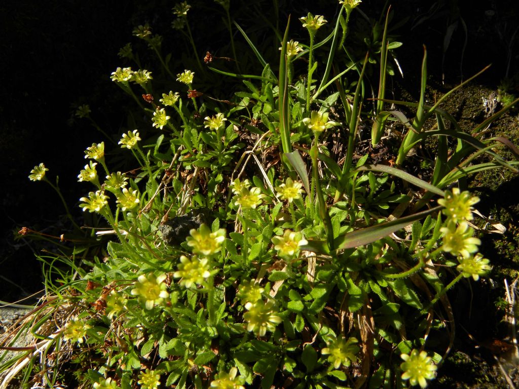 Quale Saxifraga? Saxifraga seguieri e Saxifraga sedoides